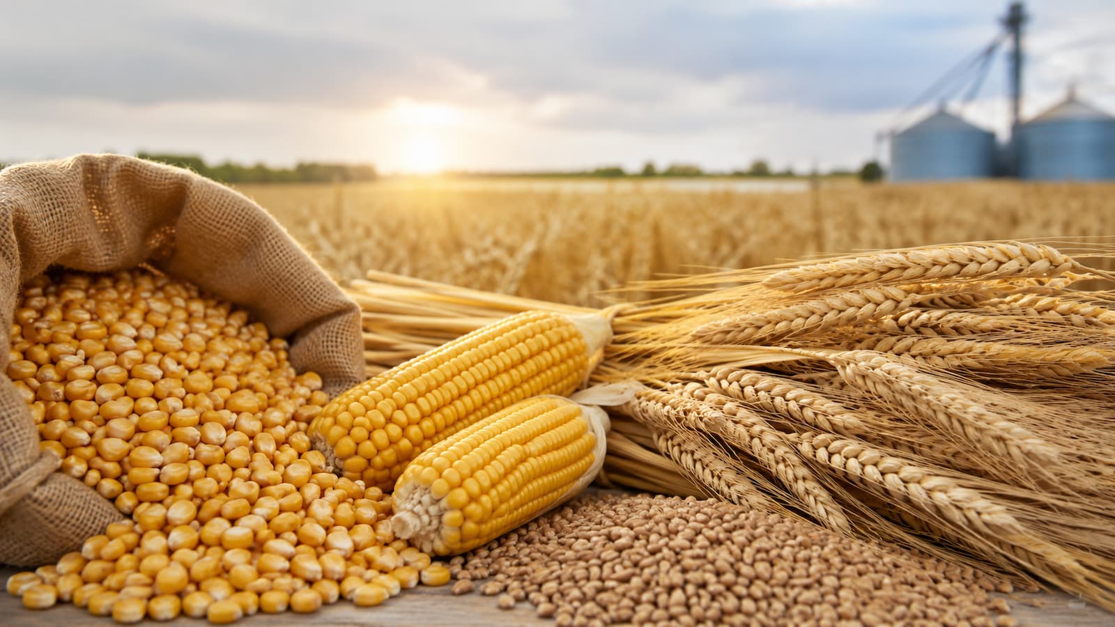 Maíz y trigo ganaron presión en el PPI de julio pese a la caída del conjunto de alimentos.