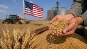 Trigo en Estados Unidos principal origen de las importaciones mexicanas del cereal.